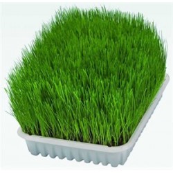 Trixie Doğal Kedi Çimi 100g