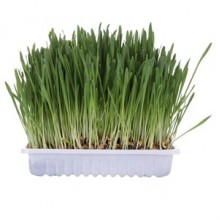 Trixie Kedi Çimi 100 gr