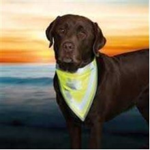 Trixie Köpek Bandanası L-XL 42-60 Cm