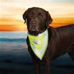 Trixie Köpek Bandanası L-XL 42-60 Cm Trixie Köpek Bandanası L-XL 42-60 Cm
