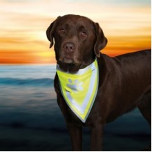 Trixie Köpek Bandanası S-M 29-42 Cm