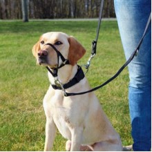 Trixie Köpek Eğitim Tasması XLarge Beden 46cm