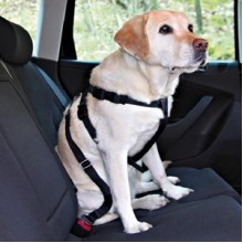 Trixie Köpek Emniyet Kemeri S30-60cm