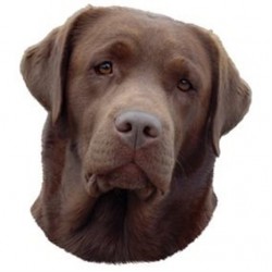 Trixie Labrador Yapışkanlı Sticker 19,5 cm Trixie Labrador Yapışkanlı Sticker 19,5 cm