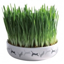 Trixie Seramik Kap İçinde Kedi Çimi