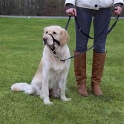 Trixie Uzman Köpek Eğitim Tasması M 27cm Trixie Uzman Köpek Eğitim Tasması M 27cm